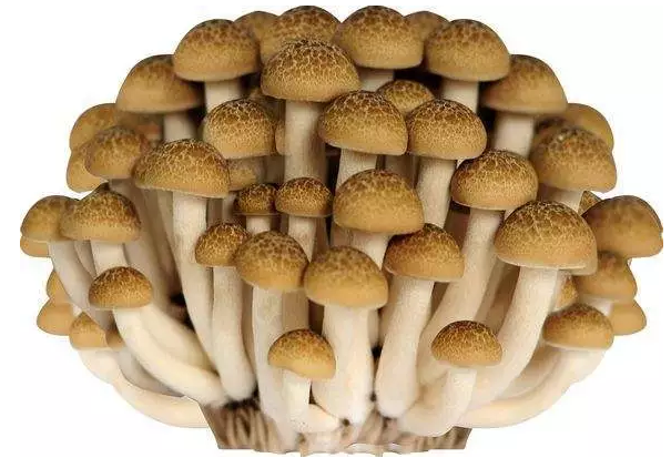 圖片關鍵詞 http://www.denhang.cn/ewebeditor/uploadfile/20170914091421667001.png