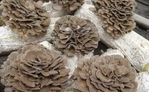 圖片關鍵詞 http://www.denhang.cn/ewebeditor/uploadfile/20170914091445139001.png