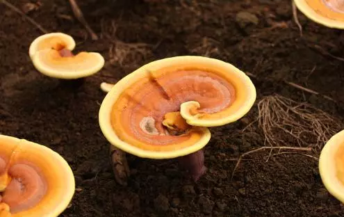 圖片關(guān)鍵詞 圖片關(guān)鍵詞