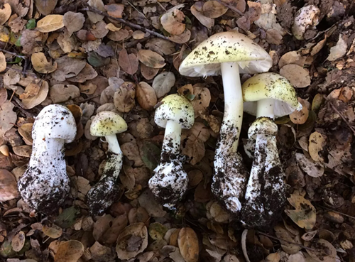 圖片關鍵詞 http://www.mushroommarket.net/file/upload/202002/20/09-38-03-77-283825.png