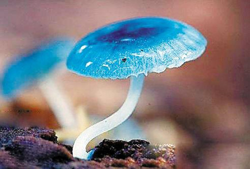 圖片關(guān)鍵詞 http://www.mushroommarket.net/file/upload/201912/21/11-40-34-87-283825.jpg